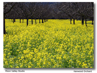 Mustard in full bloom in Kenwood, California